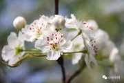 清明节与寒食节本是两个节日，清明节扫墓寄托着后人的缅怀与哀思