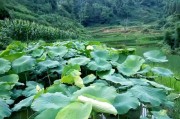 恶霸矿山开发商强占豪夺村民耕地、林地、坟地，唯一出行道路被毁