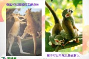 猴子尾巴的作用是