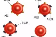 性格由血型决定吗？A型血抑郁，B型血偏激，O型血中庸之道吗？