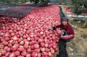 很多农民种的水果都卖不掉，中国为何还大量进口东南亚的水果？