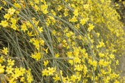 首字母查词：野草闲花、鸟语花香花颜的同义词语搜词