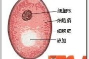 动物的生殖方式的进化