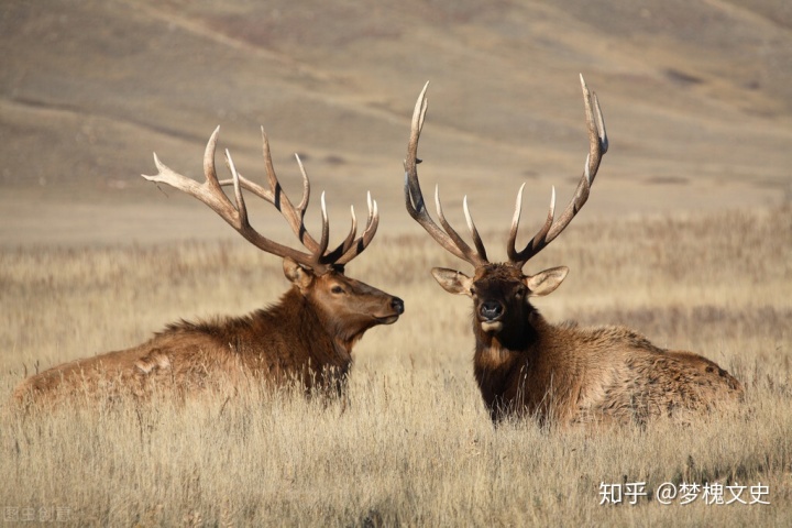 姜子牙会怎么描写他的坐骑_姜子牙的坐骑_姜子牙的坐骑四不象