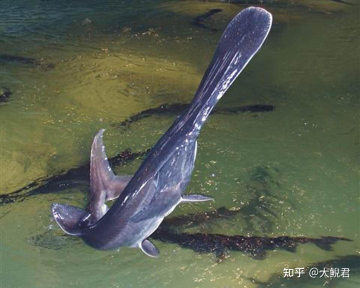 淡水凶猛鱼类_广西 淡水 凶猛_世界十大凶猛淡水鱼