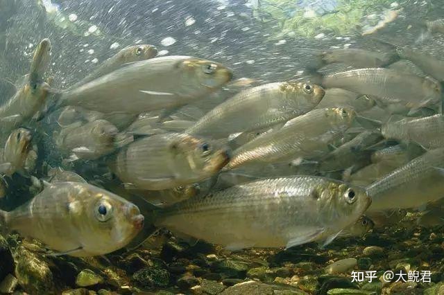 广西 淡水 凶猛_世界十大凶猛淡水鱼_淡水凶猛鱼类