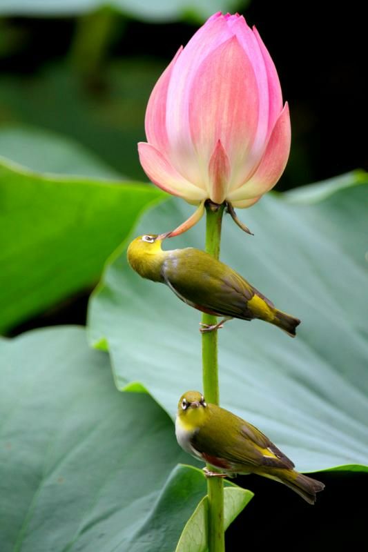 花生的好处很多,仿写_仿写金色花_龙应台你来看此花时仿写句子