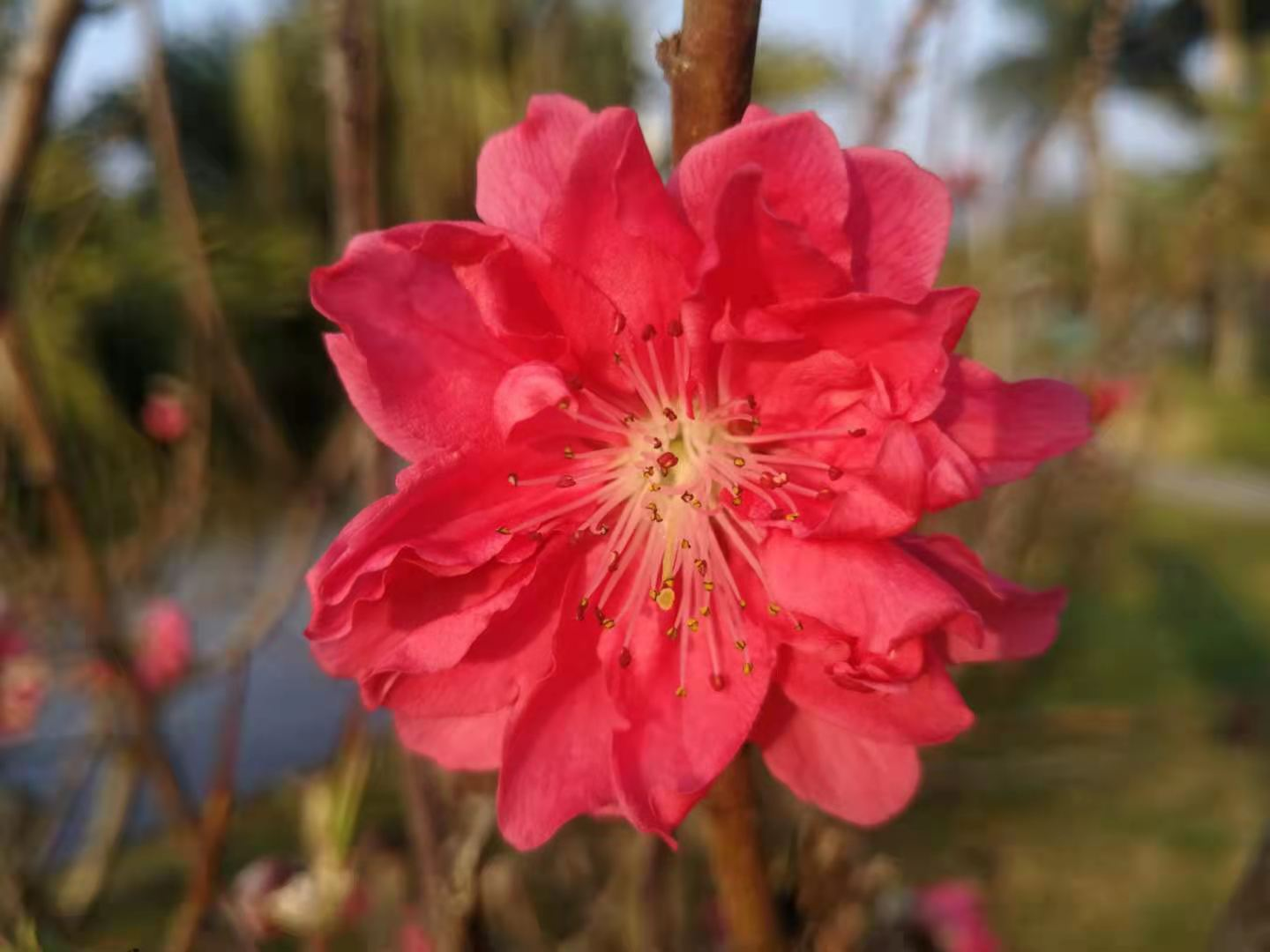 老树开花（乡村爱情故事）