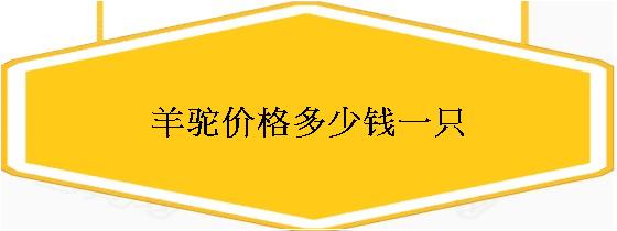 王尼玛和羊驼 恶人自有恶人磨 看人不如看羊驼_羊驼多少钱_澳洲羊驼还是美洲羊驼好