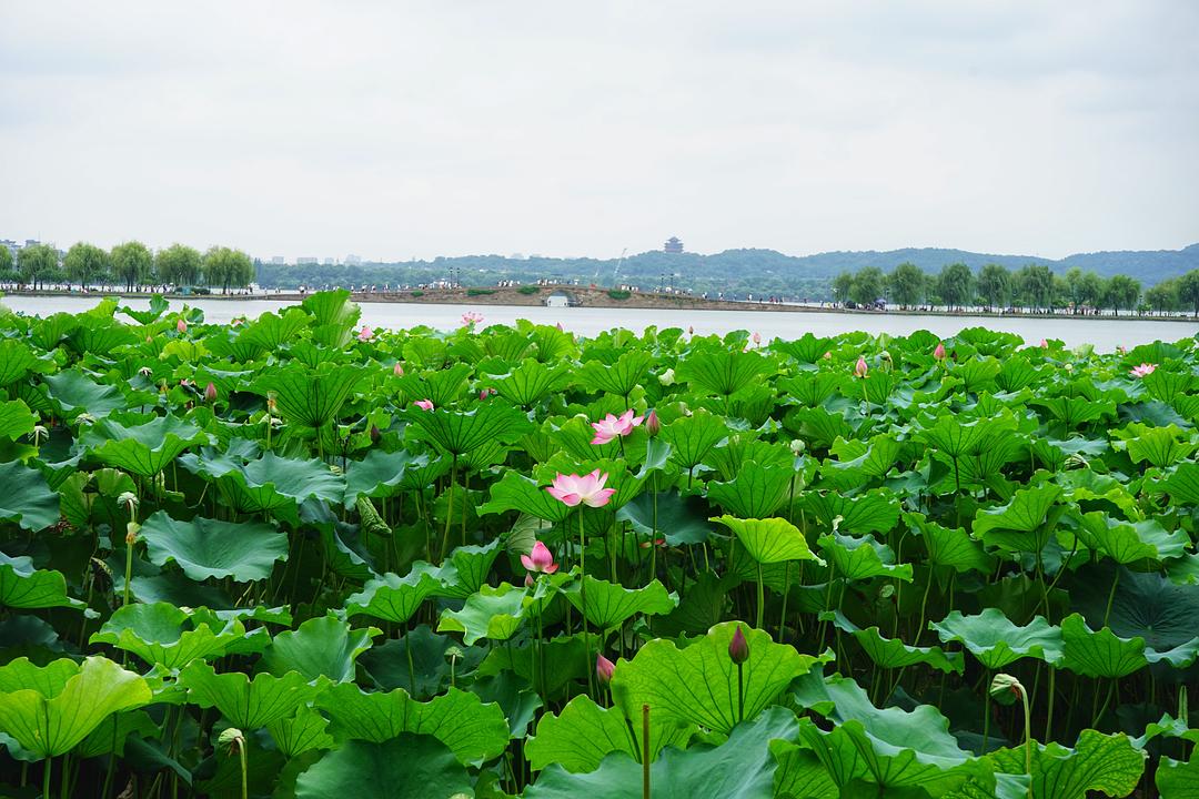 西湖的水我的泪_西湖水西湖泪_歌词里有 西湖泪