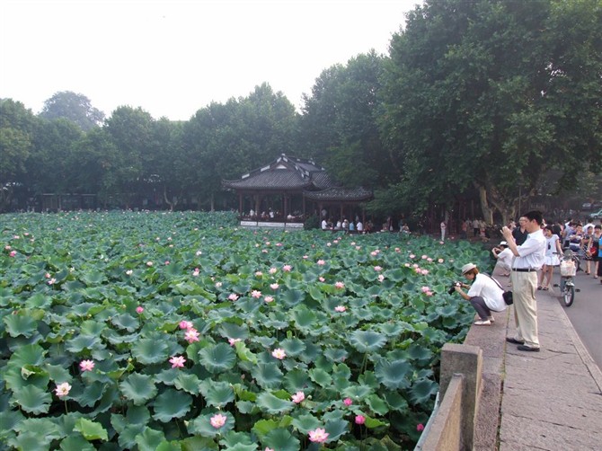 西湖的水我的泪_西湖水西湖泪_歌词里有 西湖泪