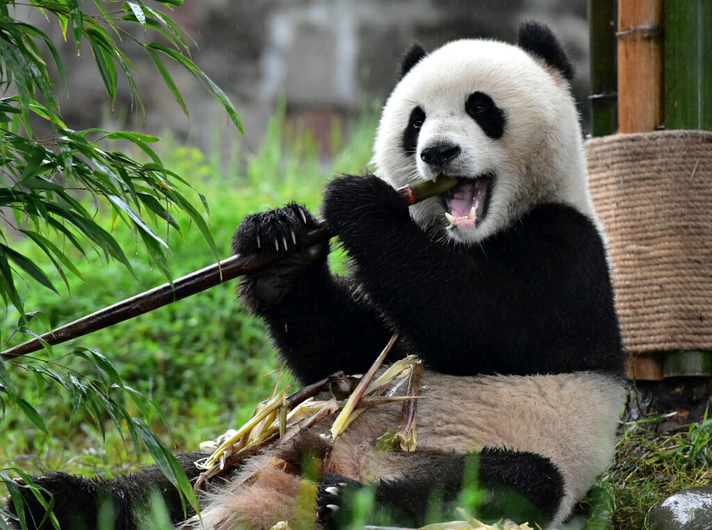 非洲大蜗牛爱吃什么_熊猫宝宝爱吃竹子_大熊猫爱吃的植物