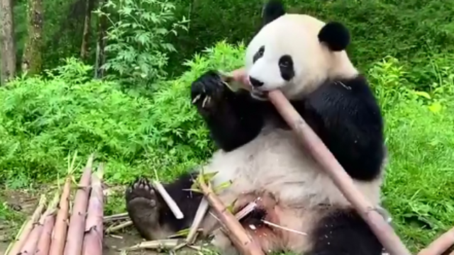 非洲大蜗牛爱吃什么_大熊猫爱吃的植物_熊猫宝宝爱吃竹子