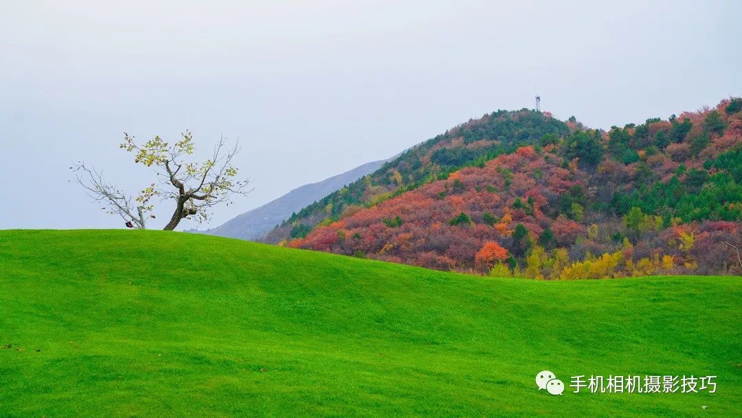 牡蛎杞草片是速效药吗_极草5x10片一盒价格_一片全是草的地