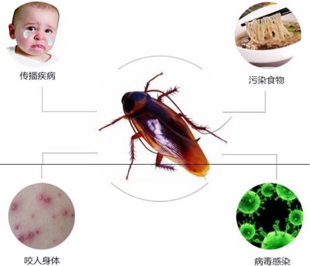 家里有蟑螂怎么办能除根？角落里放碗水，蟑螂家族全灭