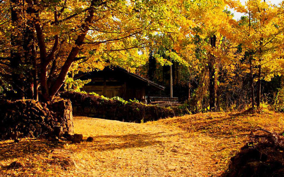 金秋云南腾冲古银杏村、火山公园、和顺古镇、瑞丽、芒市、大理古城旅拍 (转载)