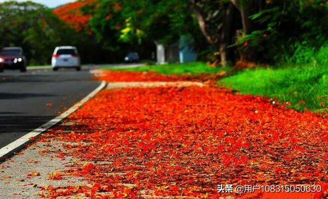 三亚鲜花满地，什么花最好看呢？