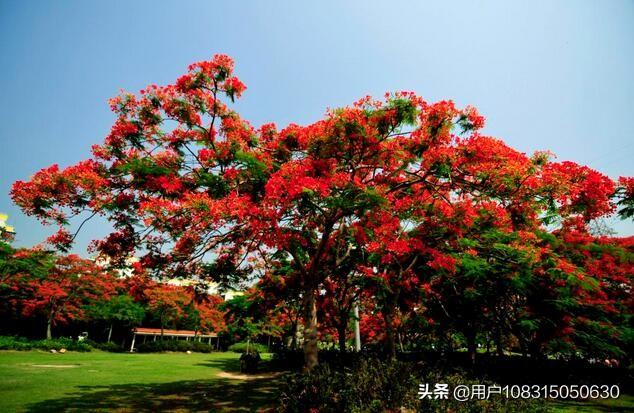 三亚鲜花满地，什么花最好看呢？