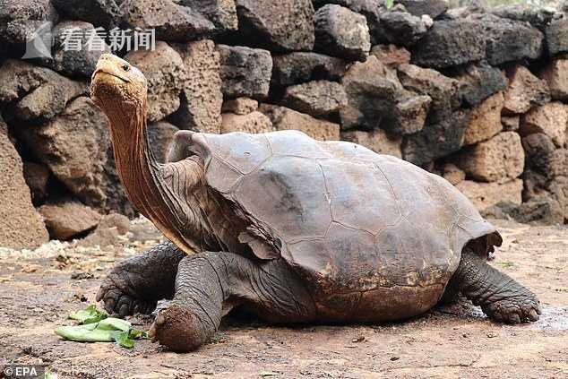 凭一己之力拯救了自己濒危物种 百岁象龟生下800后代后“告老还乡”