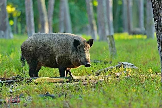 “野鸡飞进饭锅里”？东北野鸡泛滥成灾，为何却无人敢吃？