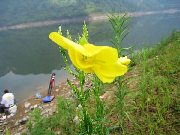 钓了这么多年鱼，还是头一次钓到大鳄龟