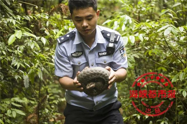 太萌了！穿山甲在操场遛弯，福建这一学校火了