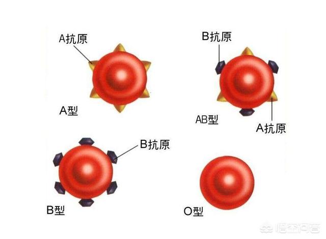 我国约十三亿九千人口，什么血型的人最多？是血型决定了人的性格特征吗？