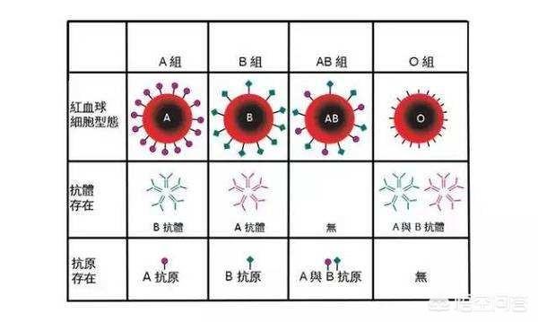 我国约十三亿九千人口，什么血型的人最多？是血型决定了人的性格特征吗？