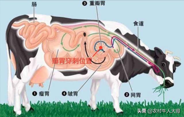 牛的百叶堵了怎么办？