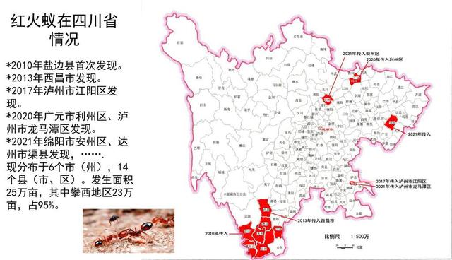 科普丨四川外来入侵物种大盘点