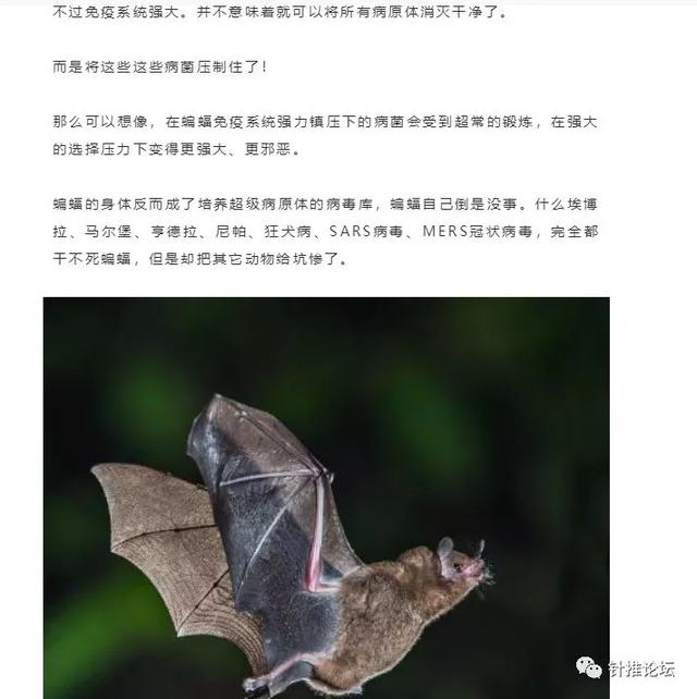 蝙蝠这种牛逼生物，不招惹人类已是万幸，为什么还有人敢吃它们？！