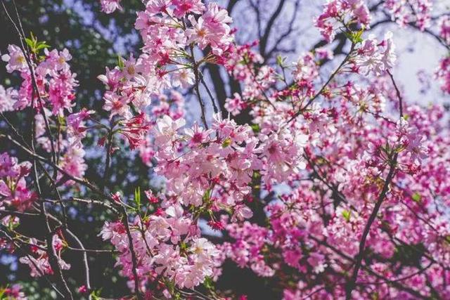 西安青龙寺，樱花圣地