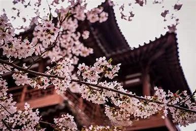 西安青龙寺，樱花圣地