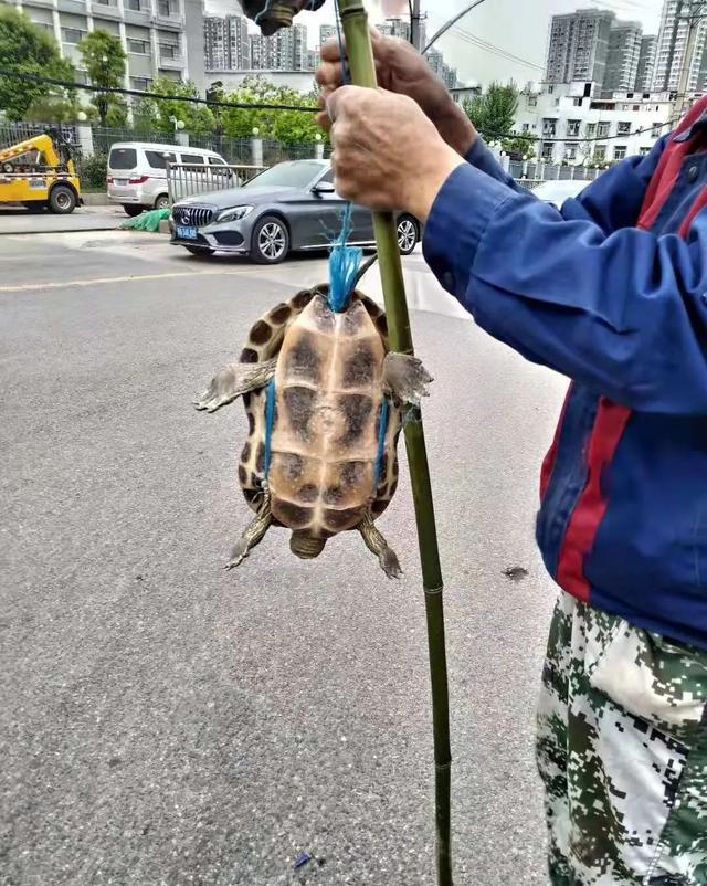 街头几百上千元一只的“千年老龟”，买来放生可能好心办坏事