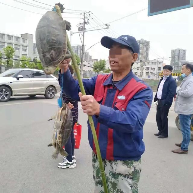 街头几百上千元一只的“千年老龟”，买来放生可能好心办坏事