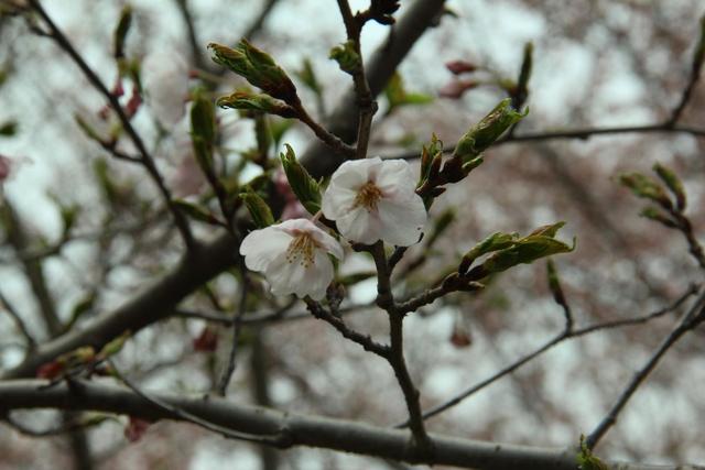 3月樱花季到，超好看的樱花品种，你认识几个？