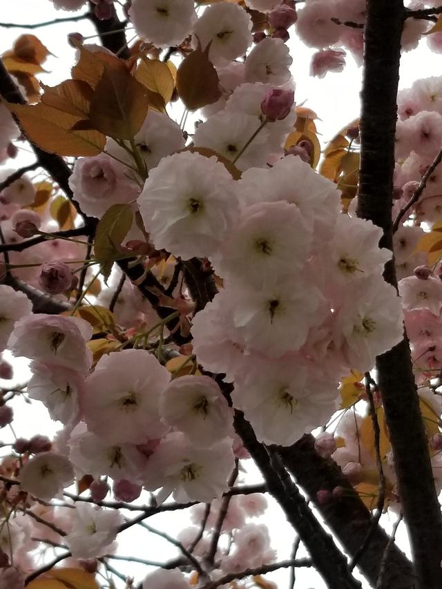 3月樱花季到，超好看的樱花品种，你认识几个？