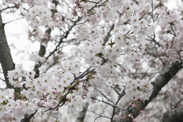 3月樱花季到，超好看的樱花品种，你认识几个？