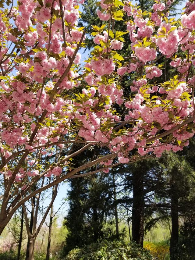 3月樱花季到，超好看的樱花品种，你认识几个？