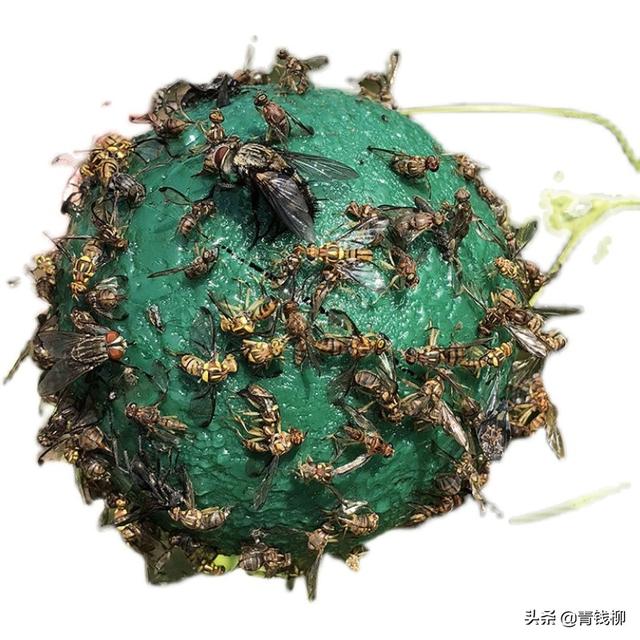 柑橘大实蝇成虫分段防治技术