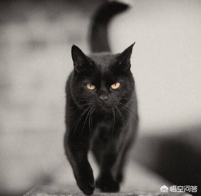 哈尔滨猫脸老太太的真相到底是什么？