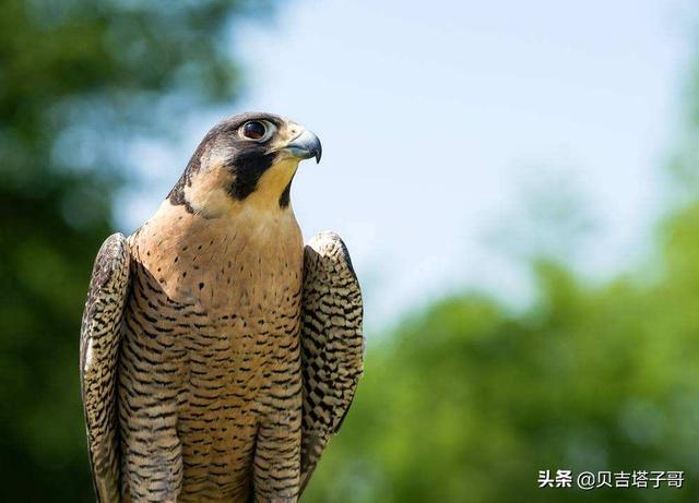 我国都有什么候鸟？