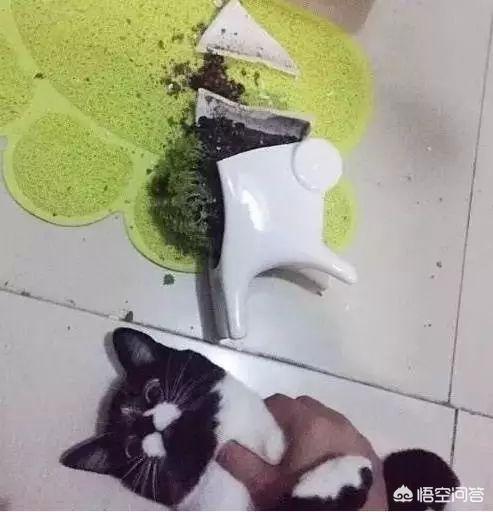 为什么奶牛猫有喵界神经病之称？