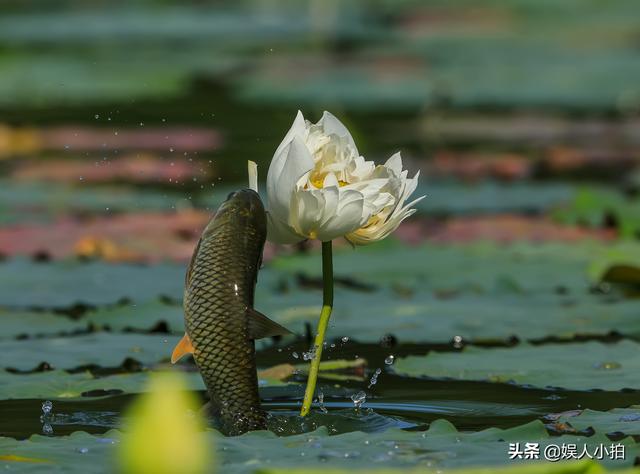 一条鱼跳出水面吃荷花，被摄影师逮个正着，你认为是鱼儿太贪吃，还是摄影师技术好？