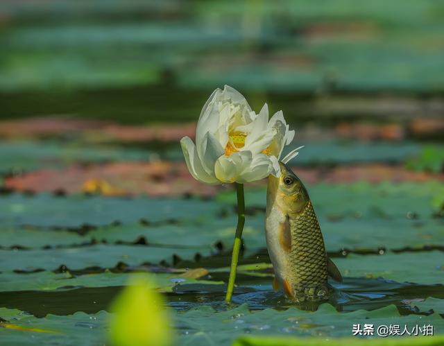 一条鱼跳出水面吃荷花，被摄影师逮个正着，你认为是鱼儿太贪吃，还是摄影师技术好？