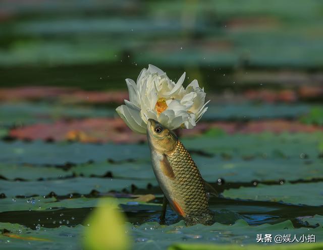 一条鱼跳出水面吃荷花，被摄影师逮个正着，你认为是鱼儿太贪吃，还是摄影师技术好？