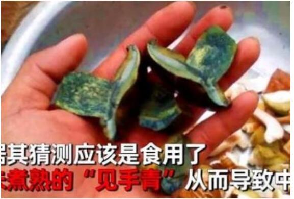 云南女子吃野生菌后看到小精灵 见手青吃了会中毒吗