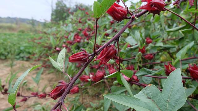 好魔性的植物，名字叫“红桃k”，养上一盆，开花好看又能泡茶喝