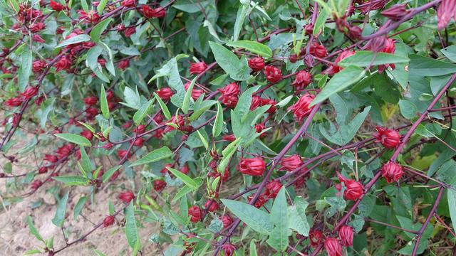 好魔性的植物，名字叫“红桃k”，养上一盆，开花好看又能泡茶喝