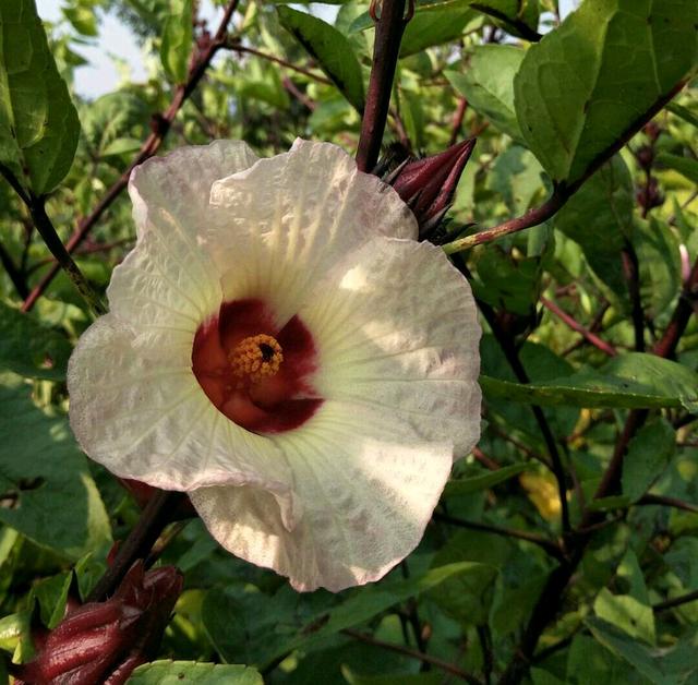 好魔性的植物，名字叫“红桃k”，养上一盆，开花好看又能泡茶喝